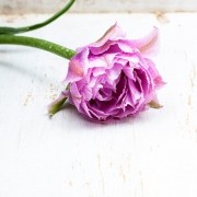 썸네일(스크롤)